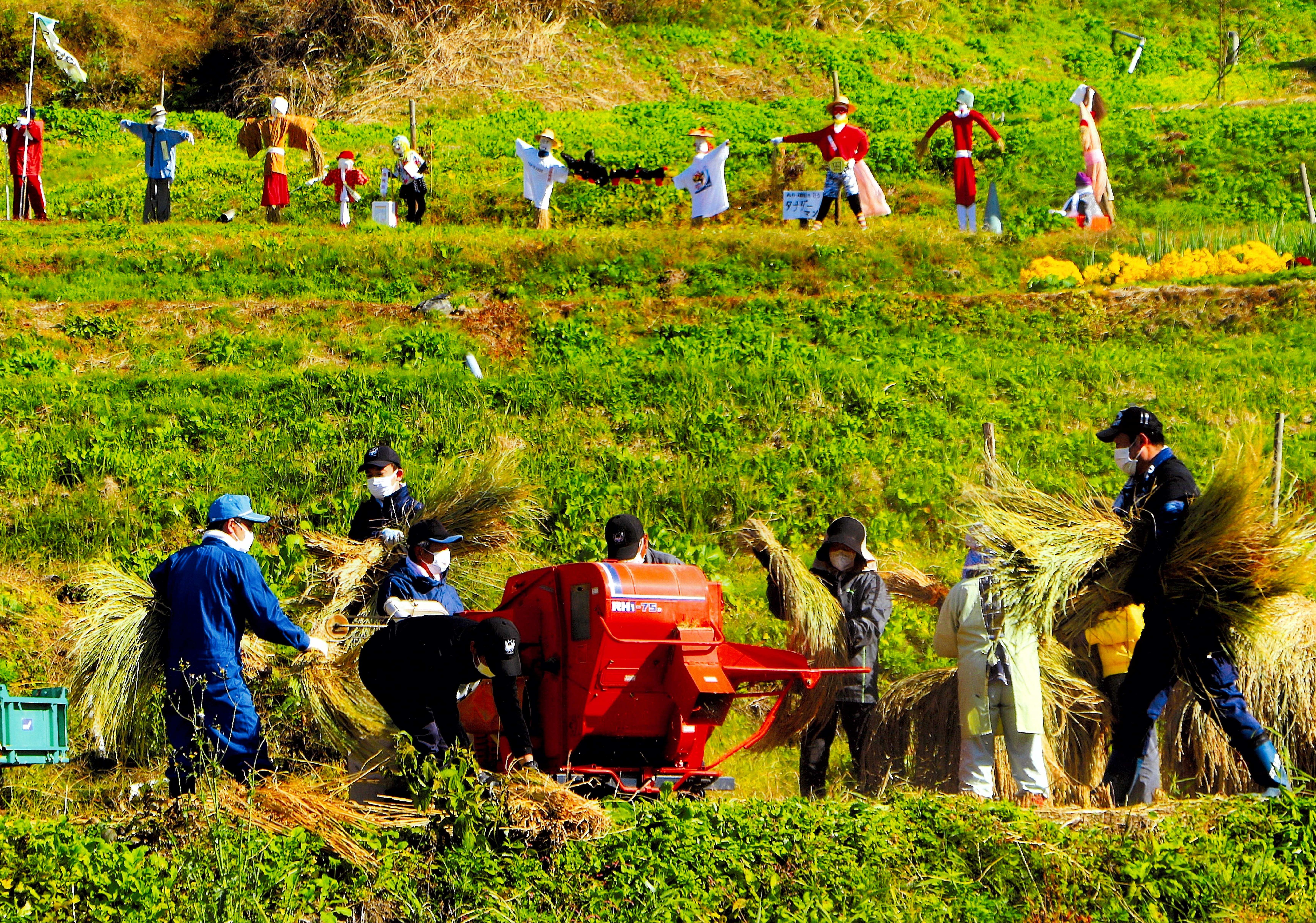 かかしが見守る収穫の日