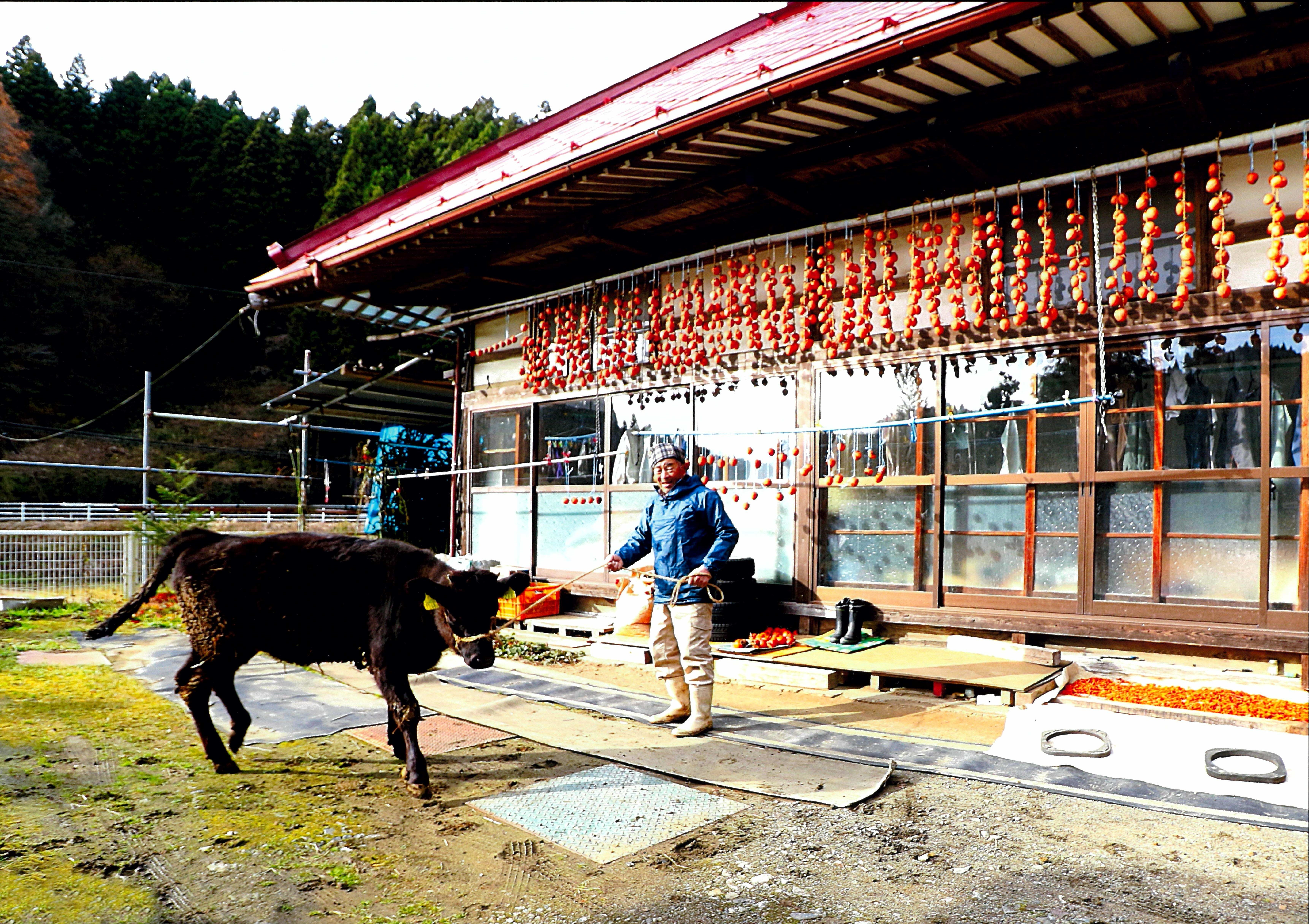おらーの可愛いベコだ